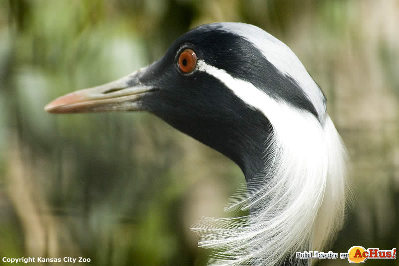 Demoiselle Crane